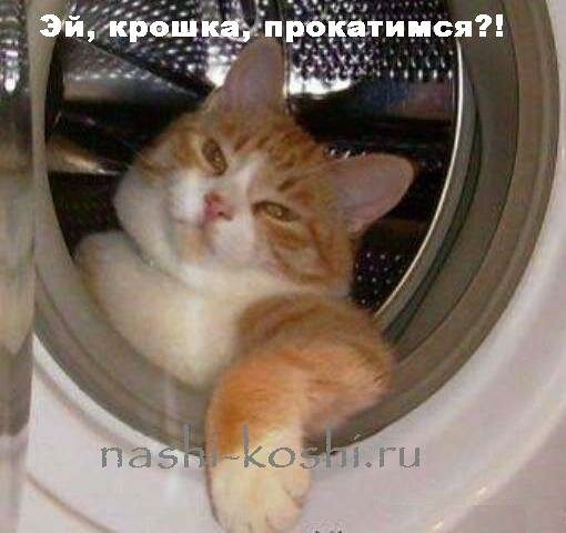 опасности в доме; ванная комната; кот в стиральной машине