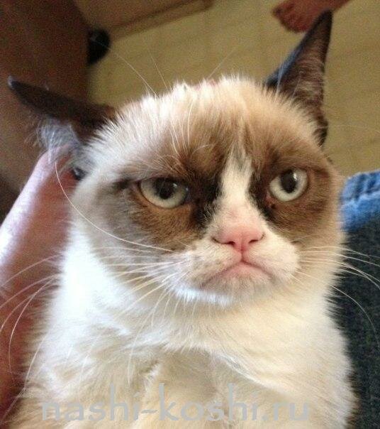 Grumpy Cat - сердитый кот