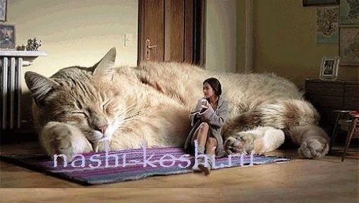 самые большие домашние кошки