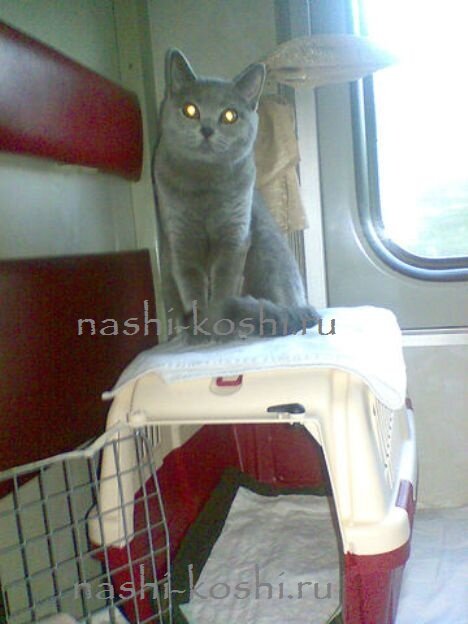как перевезти кошку в поезде