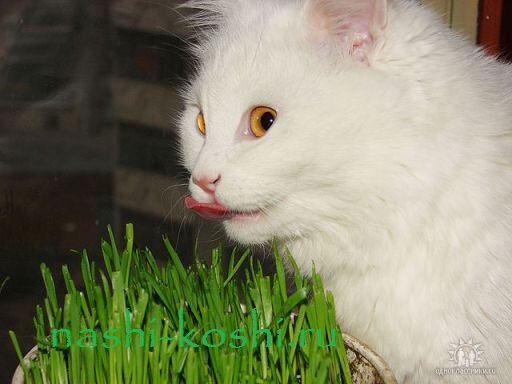 почему кошки едят траву