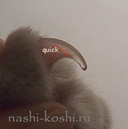 как подстричь когти кошке