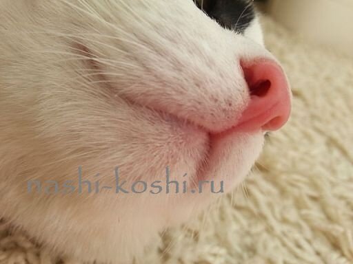 выделения из носа у кошки
