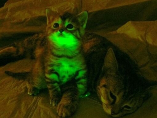 светящиеся кошки