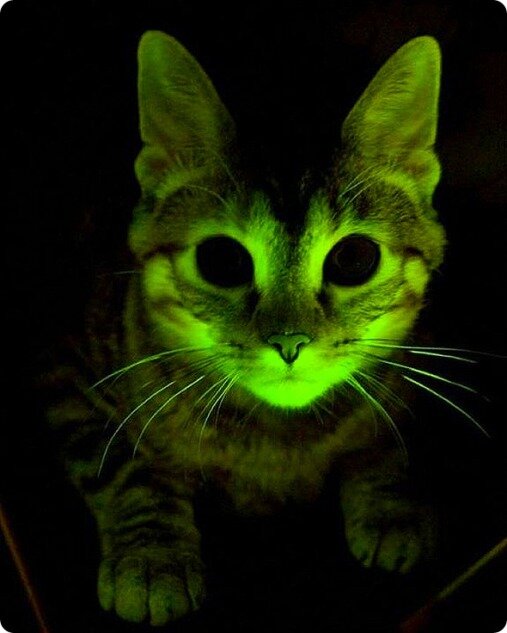 светящиеся кошки