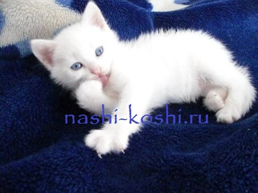 кошки с голубыми глазами