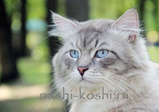 кошки с голубыми глазами