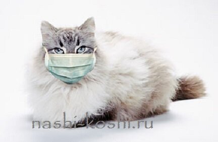 кальцивиоз у кошек – лечение