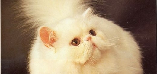 персидская кошка (перс)