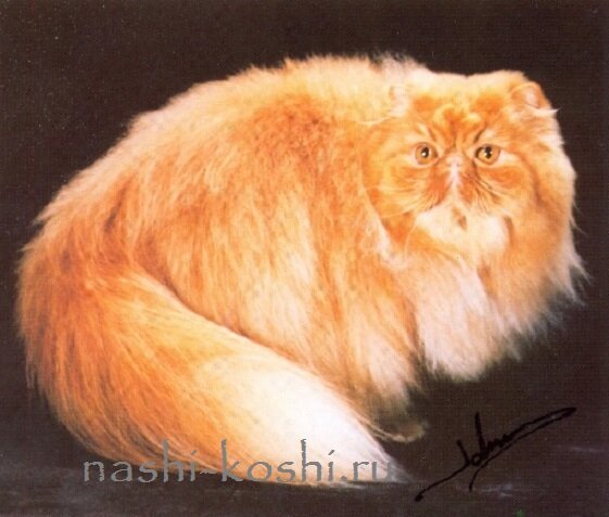 персидская кошка (перс)