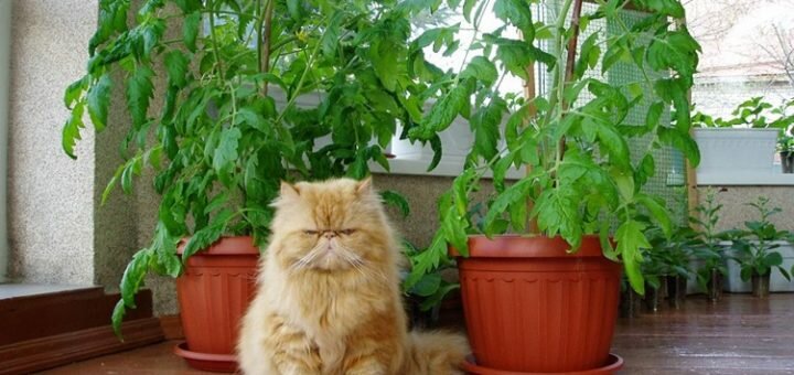 Комнатные растения и кошки: безопасное соседство