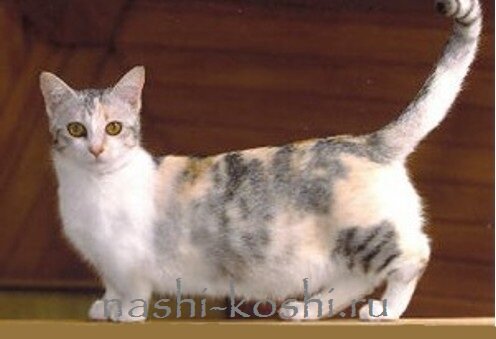 манчкин кошка-такса