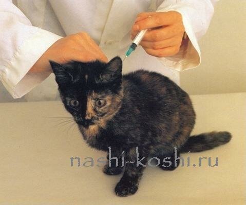 прививки кошке