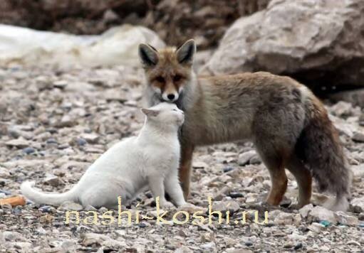 необычная дружба ванской кошки и лисы