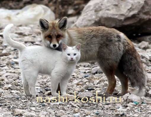 необычная дружба ванской кошки и лисы