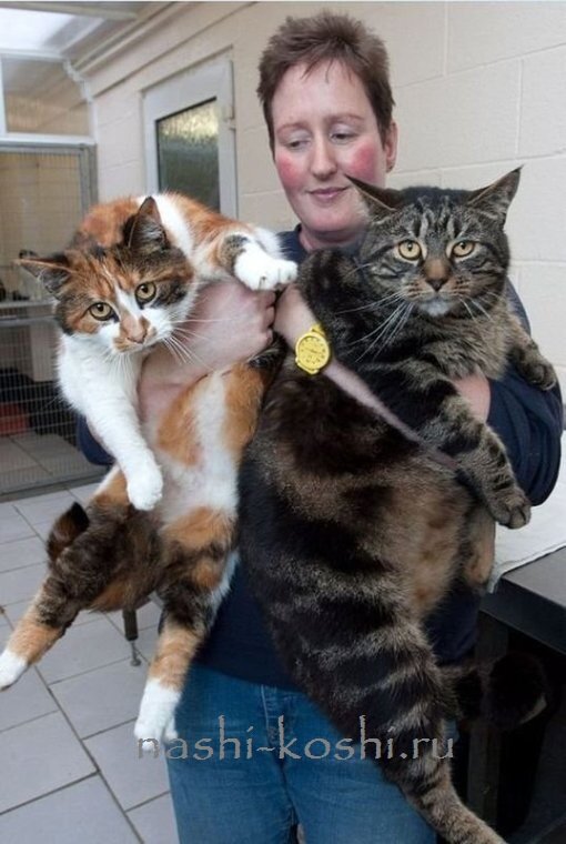 толстые кошки