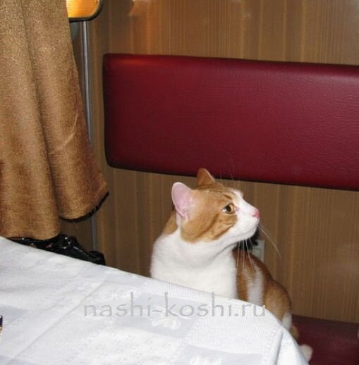 как перевезти кошку в поезде