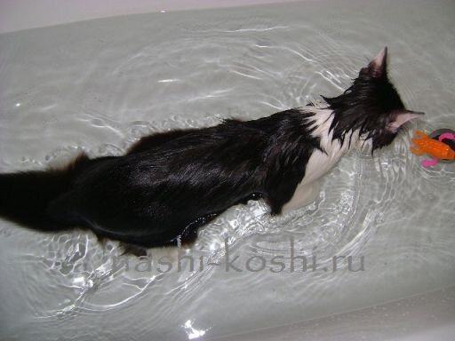 кошки любят воду